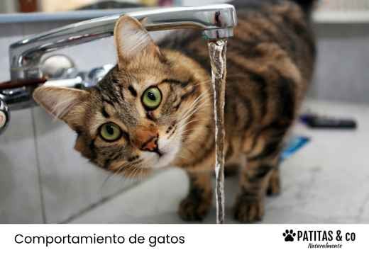 ¿Qué bebedero se adapta mejor a la personalidad y los hábitos de tu gato?