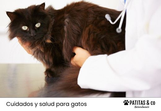 Los principales parásitos intestinales en gatos