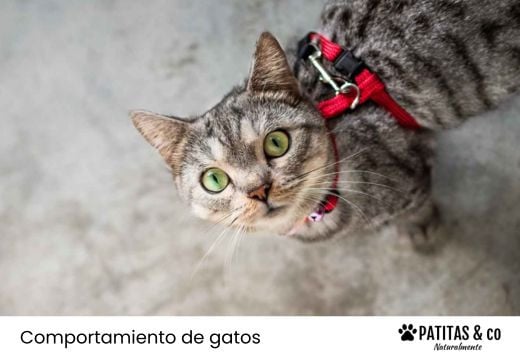 ¿Se puede sacar a pasear a un gato con correa? Guía para hacerlo de forma segura