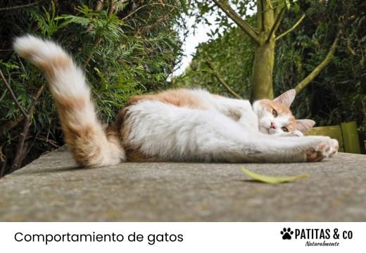 ¿Los gatos se tiran pedos? Causas de los gases y cuándo preocuparse