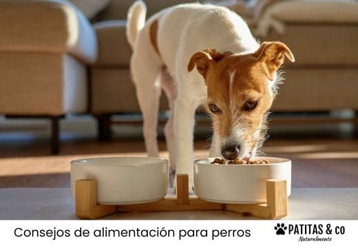 Perro adulto: todo lo que debes saber sobre su alimentación