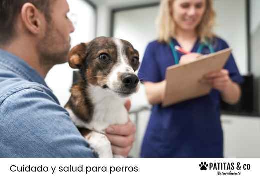 Carbón activado para perros: usos, cómo darlo y precauciones
