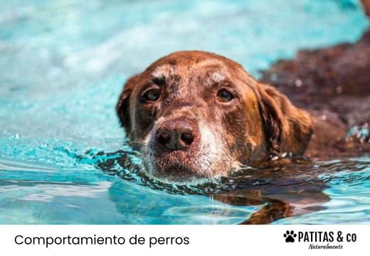 ¿Los perros saben nadar​? Lo que debes saber antes de meterlos en el agua