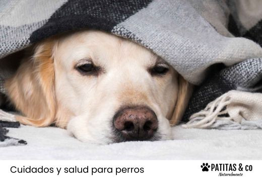 Resfriado en perros: ¿se pueden contagiar de los humanos?