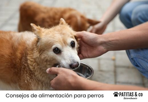 Perro senior en casa: lo que su plato necesita en esta nueva etapa