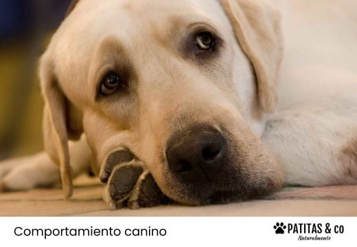 Depresión en perros: por qué está triste y cómo animarlo
