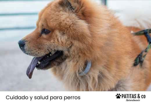 Perros con la lengua azul: razas en las que es normal y cuándo es un problema