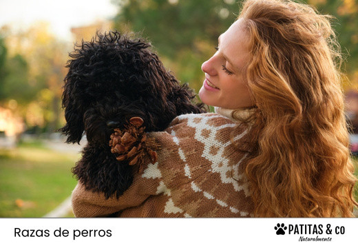 Perros hipoalergénicos: razas, cuidados y consejos para alérgicos