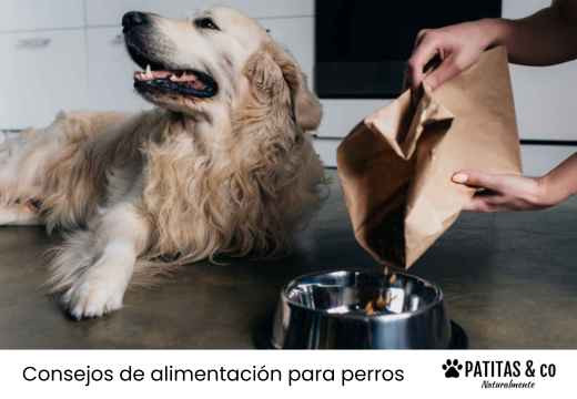 Mi perro no quiere comer pienso: causas y trucos para que recupere el apetito