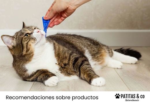 Mejores pipetas para gatos: Análisis y comparativa