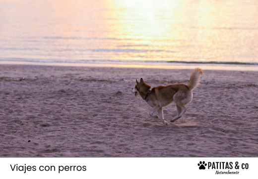 Las Playas para Perros más Populares de Andalucía [Guía Patitas Playeras 2025]