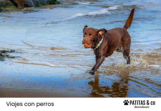 Las Playas para Perros más Conocidas de Asturias [Guía Patitas Playeras 2025]