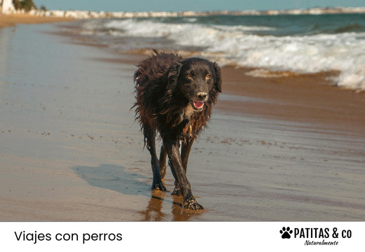Las Playas para Perros más Populares de las Islas Baleares [Guía Patitas Playeras 2025]
