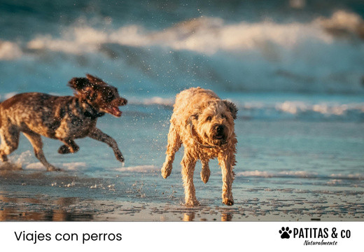 Las Playas para Perros más Populares de Canarias [Guía Patitas Playeras 2025]