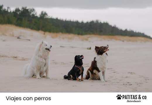 Las Playas para Perros más Populares de Cantabria [Guía Patitas Playeras 2025]