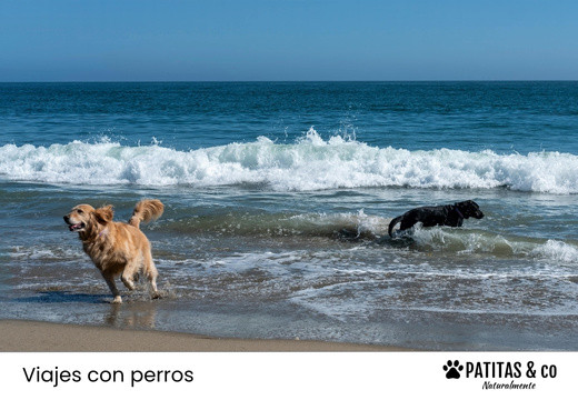 Las Playas para Perros más Populares en Valencia [Guía Patitas Playeras 2025]