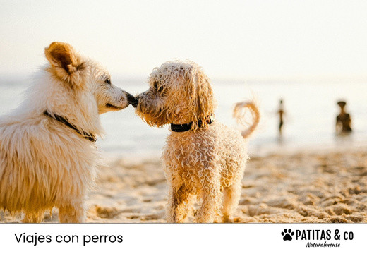 Las Playas para Perros más Conocidas de Galicia [Guía Patitas Playeras 2025]
