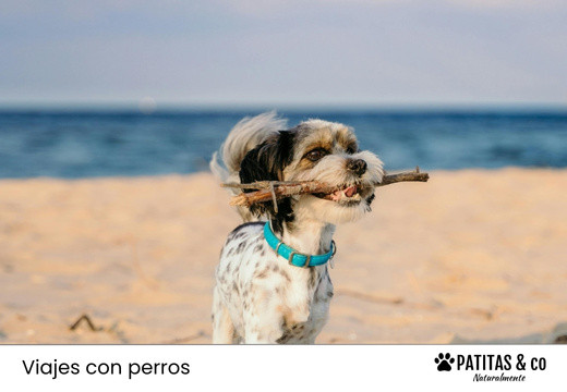 Playas para Perros más Populares de Murcia [Guía Patitas Playeras 2025]