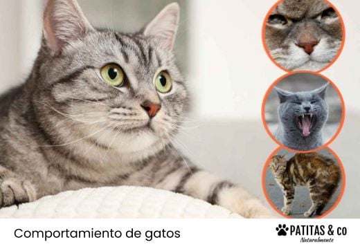 ¿Cómo usar las feromonas para gatos y evitar los errores más comunes?