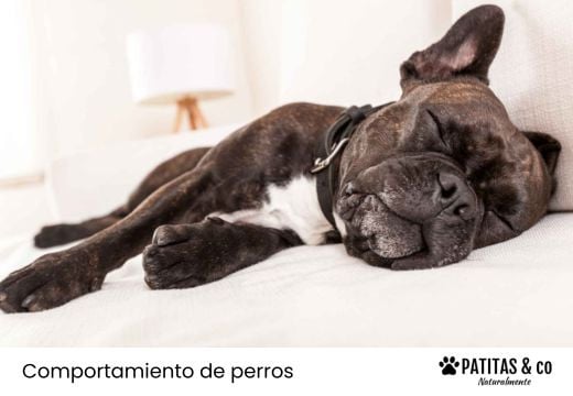 8 Posturas de los perros al dormir: qué significa cada una