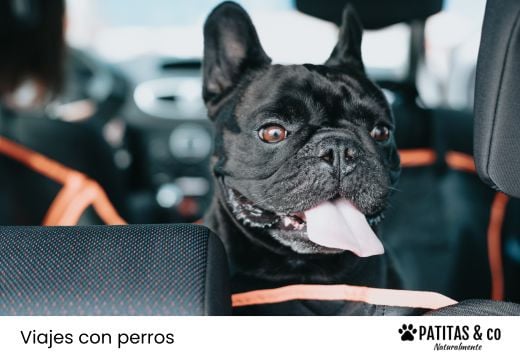 ¿Cómo llevar un perro en el coche?