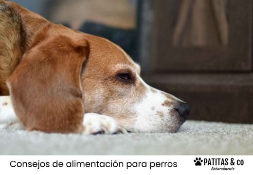 ¿Cuáles son los efectos secundarios de los probióticos en perros?