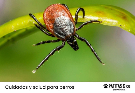 5 Pasos para quitarle una garrapata a tu perro