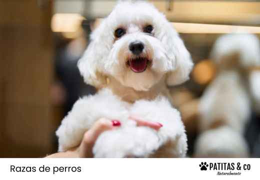 Perros que no sueltan pelo: guía completa de razas según tamaño y tipo de pelaje