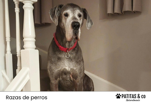 Gigantes Peludos: Las razas de perro más grandes del mundo