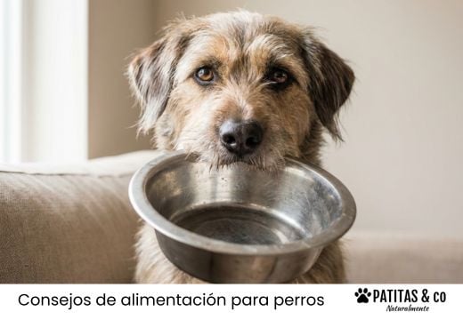 ¿Cómo mantener una rutina de alimentación en perros aunque no estés en casa?