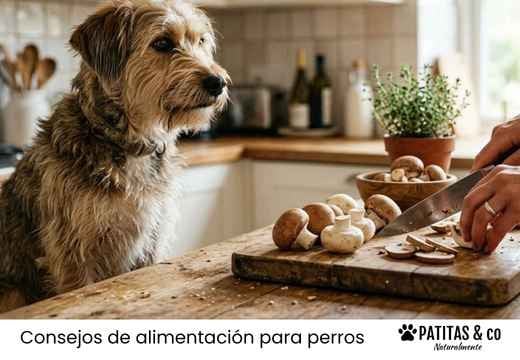 ¿Los perros pueden comer champiñones y setas? Cuáles sí y cuáles no