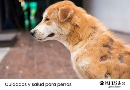 ¿Cómo saber si mi perro tiene tiña? Síntomas y tratamiento
