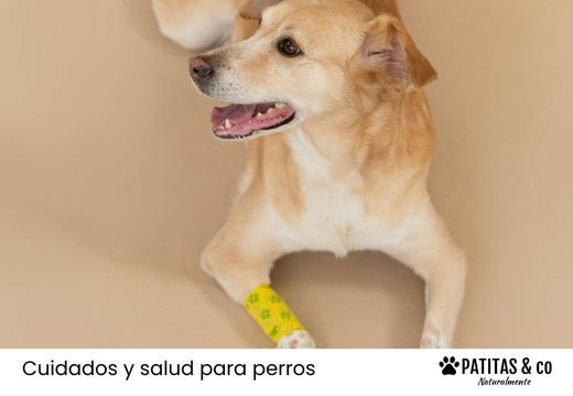 Tipos de heridas en perros y cómo curarlas
