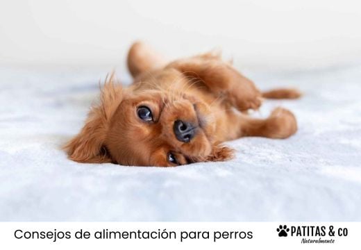 Valeriana para perros: para qué sirve, dosis y cómo darla