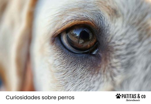 ¿Cómo ven los perros?